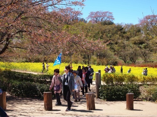 140415　福島県福島市花見山公園の情報