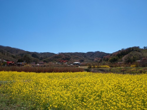 140415　福島県福島市花見山公園の情報　菜の花