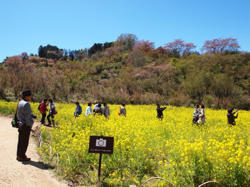 140415　福島県福島市花見山公園の情報　撮影スポット