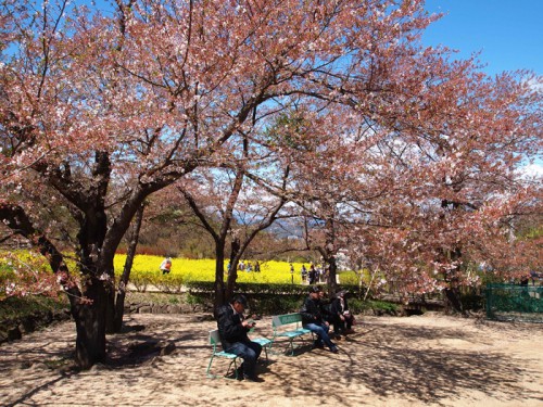 140415　福島県福島市花見山公園の情報　ソメイヨシノ