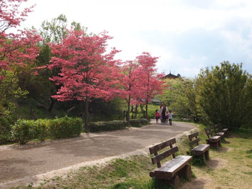 160422h10　福島県福島市花見山公園の情報　ハナミズキ