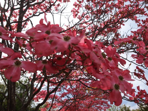 160422h11　福島県福島市花見山公園の情報　ハナミズキ