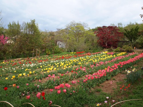 160422h4　福島県福島市花見山公園の情報　チューリップ