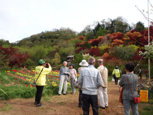 160422h5　福島県福島市花見山公園の情報　チューリップ