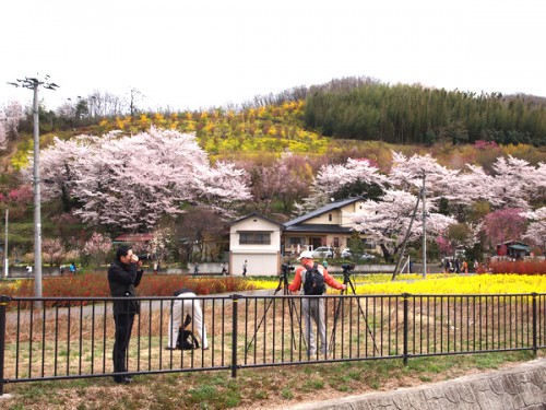 160408　福島県福島市花見山公園の情報