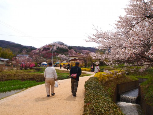 160408　福島県福島市花見山公園の情報　花の谷