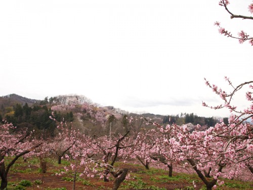 160408　福島県福島市花見山公園の情報　桃畑