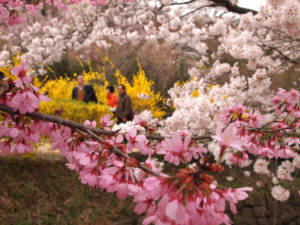 160408　福島県福島市花見山公園の情報　2種類の桜