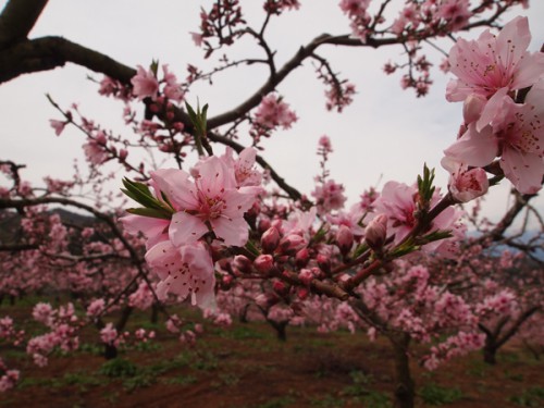 160408　福島県福島市花見山公園の情報　桃の花