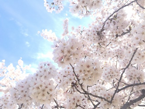 福島県福島市の新浜公園 満開の桜 2016年4月5日撮影