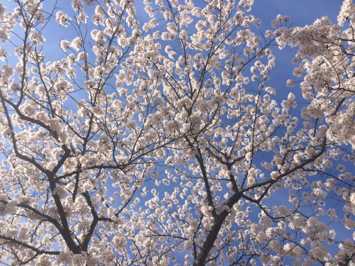 福島県福島市の新浜公園 満開の桜 2016年4月5日撮影