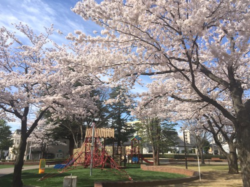福島県福島市の新浜公園 満開の桜 2016年4月5日撮影
