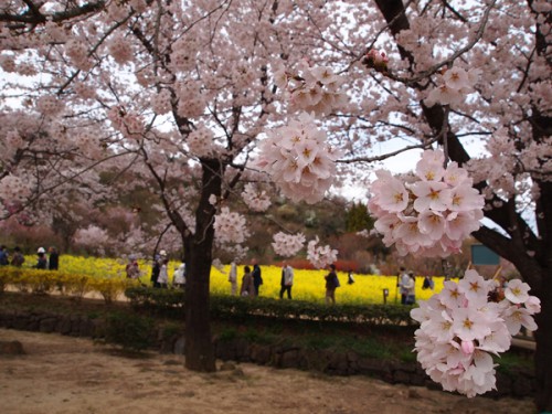 160408　福島県福島市花見山公園の情報　遊歩道