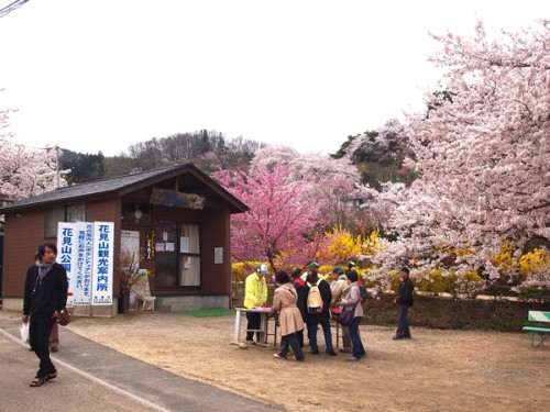 160408　福島県福島市花見山公園の情報　花の案内人