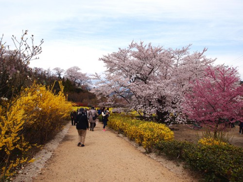 160408　福島県福島市花見山公園の情報　遊歩道