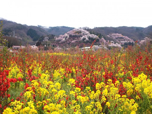 160408　福島県福島市花見山公園の情報　撮影スポット