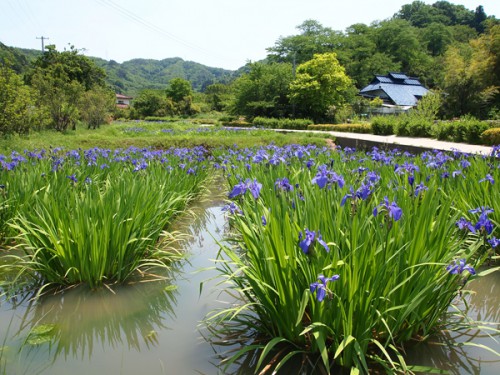 150519　福島県福島市花見山公園の情報　カキツバタ　菖蒲