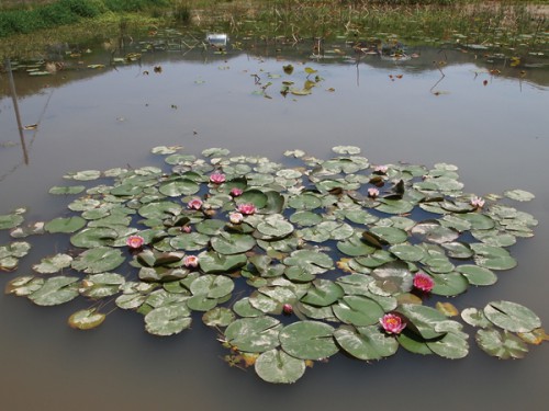 150519　福島県福島市花見山公園の情報　睡蓮