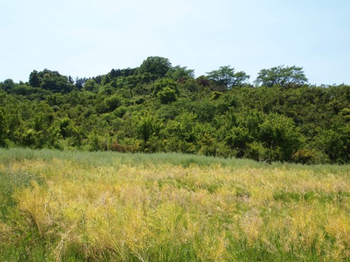 150519　福島県福島市花見山公園の情報　菜の花