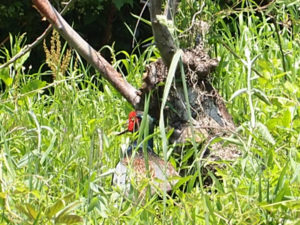 50519　福島県福島市花見山公園の情報　雄雉