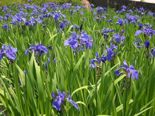 150519　福島県福島市花見山公園の情報　カキツバタ　菖蒲