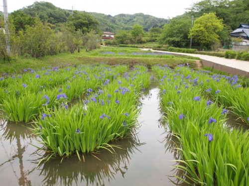 福島県福島市花見山公園の情報　カキツバタ