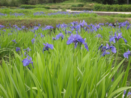 福島県福島市花見山公園の情報　カキツバタ　菖蒲