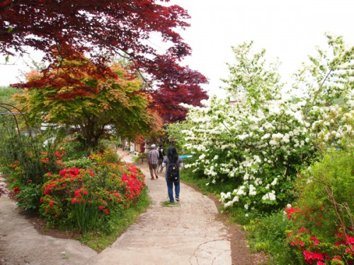 福島県福島市花見山公園の情報　オオデマリ