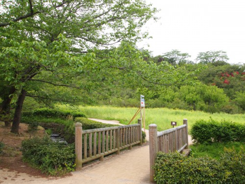 福島県福島市花見山公園の情報　菜の花畑