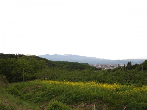 福島県福島市花見山公園の情報　花の谷コースの頂上部