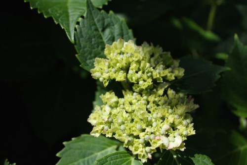 6106福島県福島市花見山公園の情報 2016年6月1日 紫陽花（アジサイ）