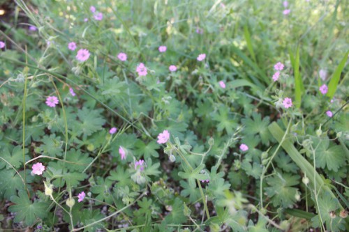 6107 福島県福島市花見山公園の情報 2016年6月1日