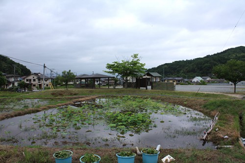 6227 福島県福島市花見山公園の情報 2016年6月15日 