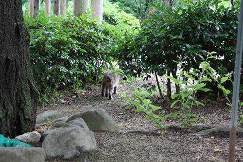 6234 福島県福島市花見山公園の情報 2016年6月15日 猫（ネコ）