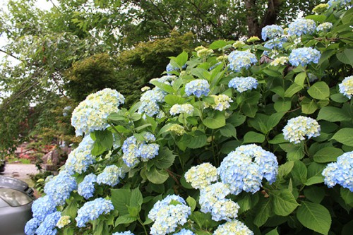 6241 福島県福島市花見山公園の情報 2016年6月15日 紫陽花（アジサイ）