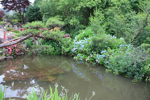 6242 福島県福島市花見山公園の情報 2016年6月15日 紫陽花（アジサイ）