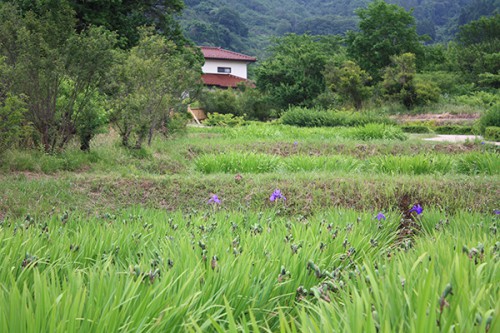 6245 福島県福島市花見山公園の情報 2016年6月15日