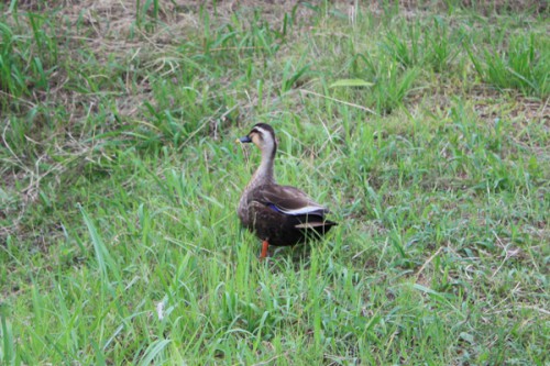 6248　福島県福島市花見山公園の情報 2016年6月15日 野生のカモ