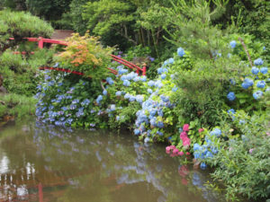 福島県福島市花見山公園の情報 2016年7月6日　紫陽花と池