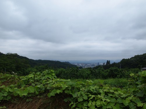 160706h10　福島県福島市花見山公園の情報 2016年7月6日　葛