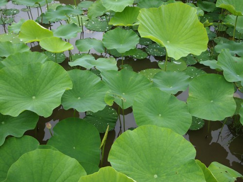 160706h3　福島県福島市花見山公園の情報 2016年7月6日 　蓮の葉