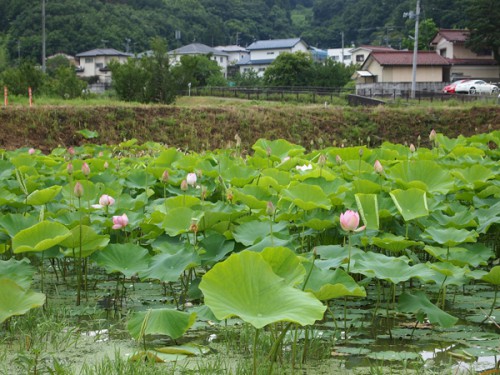 160706h4 福島県福島市花見山公園の情報 2016年7月6日 　蓮の花