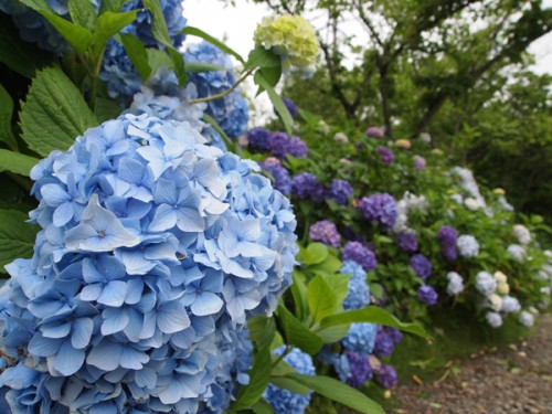 160706h7　福島県福島市花見山公園の情報 2016年7月6日　紫陽花