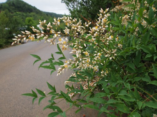 160706h9 福島県福島市花見山公園の情報 2016年7月6日　南天の花