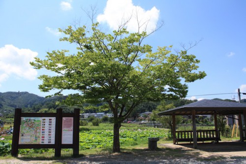 福島県福島市花見山公園の情報 2016年8月4日