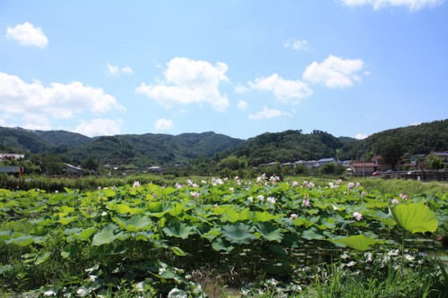 福島県福島市花見山公園の情報 2016年8月4日