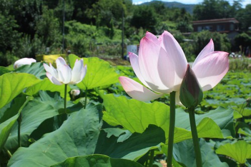 福島県福島市花見山公園の情報 2016年8月4日