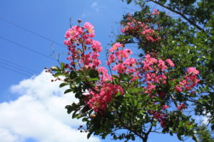 福島県福島市花見山公園の情報 2016年8月4日