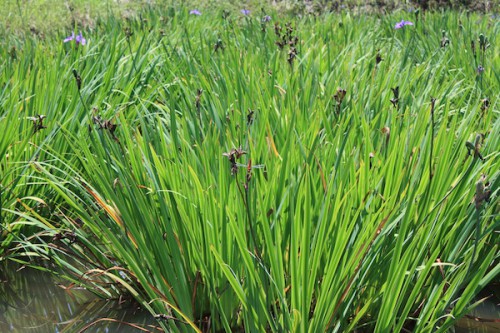 福島県福島市花見山公園の情報 2016年8月4日