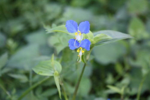 福島県福島市花見山公園の情報 2016年8月31日 IMG_6775